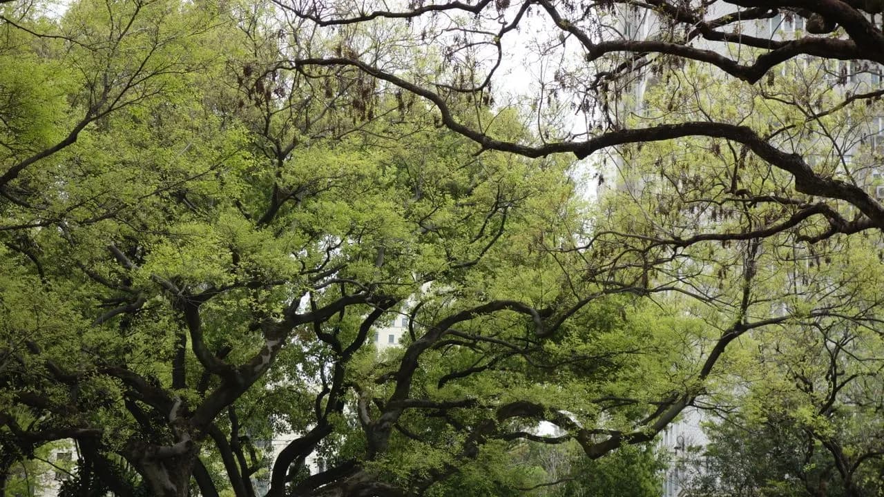 Lush green tree canopy with intertwining branches in an urban park; no people visible