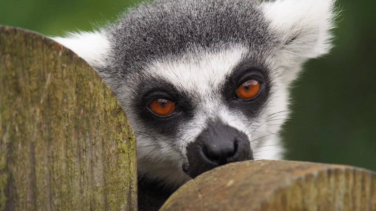 Close-up of a ring-tailed lemur peeking over a wooden fence