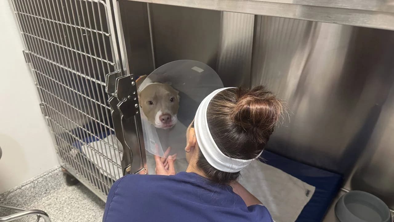 A dog wearing a recovery cone in a kennel at a veterinary clinic, with a caregiver whose face is not visible.