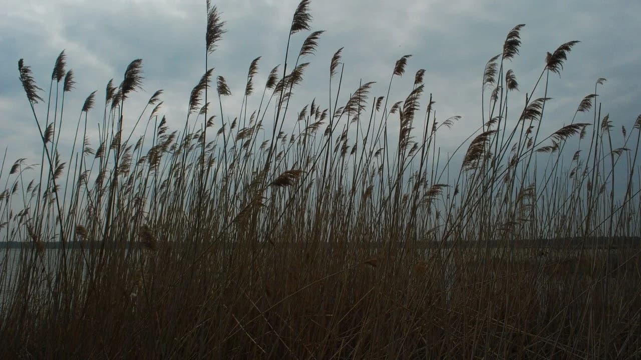 Dense stand of invasive common reed (phragmites) along a lakeshore; no people shown.